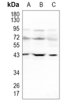 DAZAP1 Rabbit Monoclonal Antibody