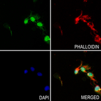 DAZAP1 Rabbit Monoclonal Antibody