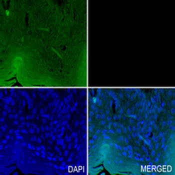 GM130 Rabbit Monoclonal Antibody