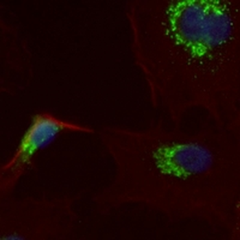 GM130 Rabbit Monoclonal Antibody