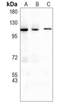 NAT10 Rabbit Monoclonal Antibody