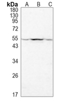 Cyclin A1/2 Rabbit Monoclonal Antibody