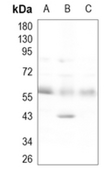 SMAD5 Rabbit Monoclonal Antibody