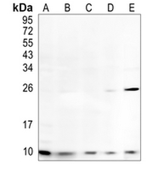 NOP10 Rabbit Monoclonal Antibody