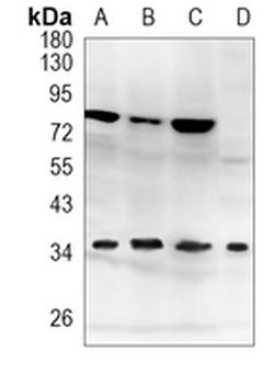 HAUS7 Rabbit Monoclonal Antibody