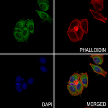 HAUS7 Rabbit Monoclonal Antibody