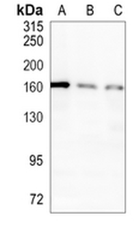 IL-17RA Rabbit Monoclonal Antibody
