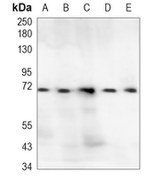 SOX9 Rabbit Monoclonal Antibody