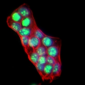 SOX9 Rabbit Monoclonal Antibody