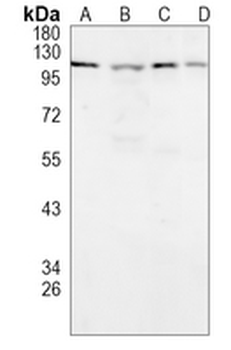 AP1G1 Rabbit Monoclonal Antibody