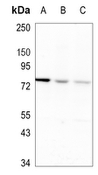 RAVER2 Rabbit Monoclonal Antibody