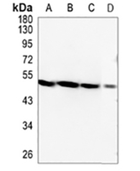 MNX1 Rabbit Monoclonal Antibody