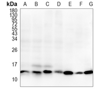 HINT1 Rabbit Monoclonal Antibody