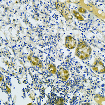 HINT1 Rabbit Monoclonal Antibody