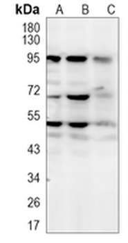 NR5A1 Rabbit Monoclonal Antibody