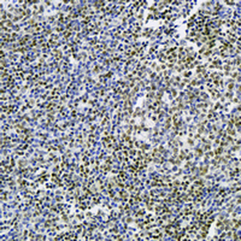 NRF1 Rabbit Monoclonal Antibody