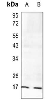 ERp19 Rabbit Monoclonal Antibody