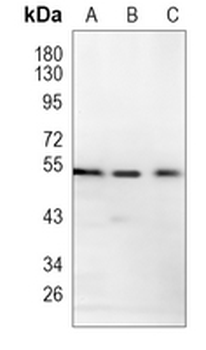 DMAP1 Rabbit Monoclonal Antibody