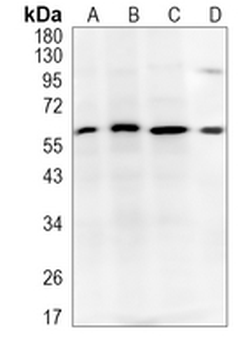 SAP61 Rabbit Monoclonal Antibody