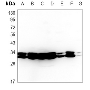 14-3-3-pan Rabbit Monoclonal Antibody