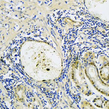 14-3-3-pan Rabbit Monoclonal Antibody