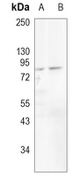 WASF2 Rabbit Monoclonal Antibody