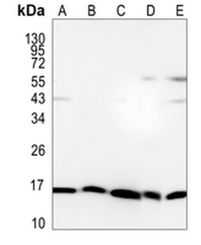 DNAJC15 Rabbit Monoclonal Antibody