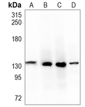MYO1B Rabbit Monoclonal Antibody