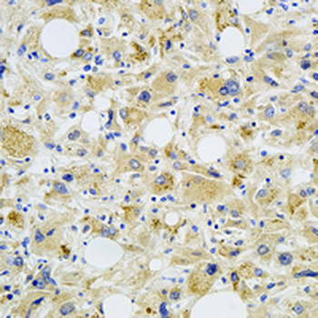 SEC61A2 Rabbit Monoclonal Antibody