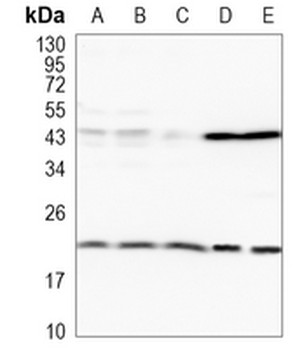 BAX Rabbit Monoclonal Antibody