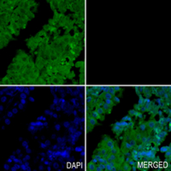 BAX Rabbit Monoclonal Antibody