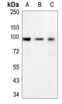 APBB1 Rabbit Monoclonal Antibody