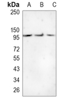 p115 Rabbit Monoclonal Antibody