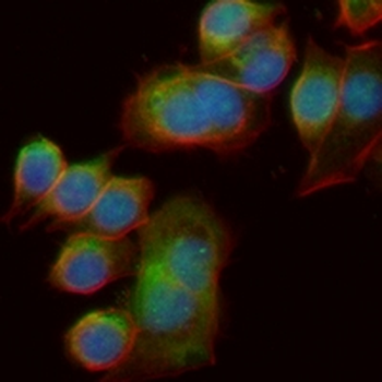 STAT3 Rabbit Monoclonal Antibody