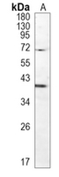 FOXF1 Rabbit Monoclonal Antibody