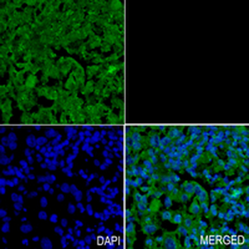 Homer Rabbit Monoclonal Antibody