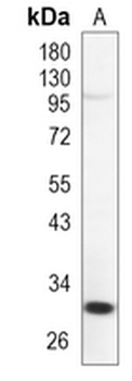 OTX1/2 Rabbit Monoclonal Antibody