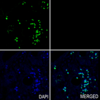 OTX1/2 Rabbit Monoclonal Antibody