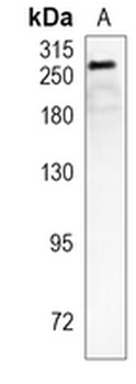 CHD3 Rabbit Monoclonal Antibody