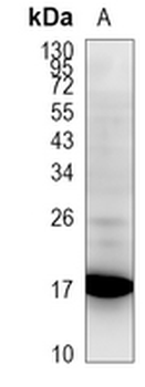 Histone H2A Rabbit Monoclonal Antibody