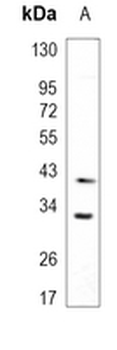 HO-1 Rabbit Monoclonal Antibody