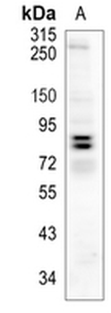 MS4A14 Rabbit Monoclonal Antibody