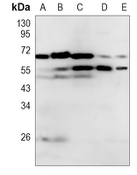 IRF7 Rabbit Monoclonal Antibody
