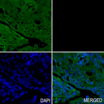 IRF7 Rabbit Monoclonal Antibody