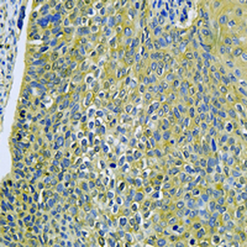 uPA Rabbit Monoclonal Antibody