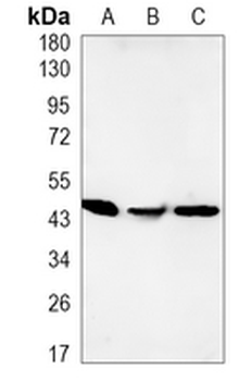CD274 Rabbit Monoclonal Antibody