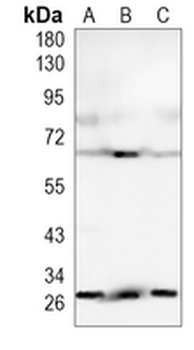 BCL2A1 Rabbit Monoclonal Antibody