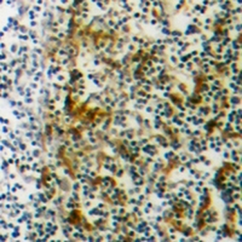 BCL2A1 Rabbit Monoclonal Antibody