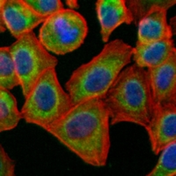 BCL2A1 Rabbit Monoclonal Antibody