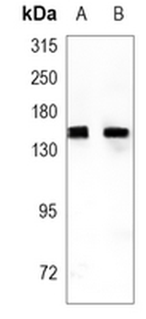 XDH Rabbit Monoclonal Antibody